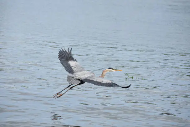Flying great blue heron with his wings extended.
