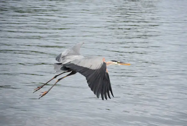 Amazing capture of a great blue heron in flight over water.