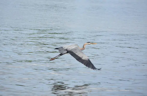 Flying great blue heron just skimming the water's surface.