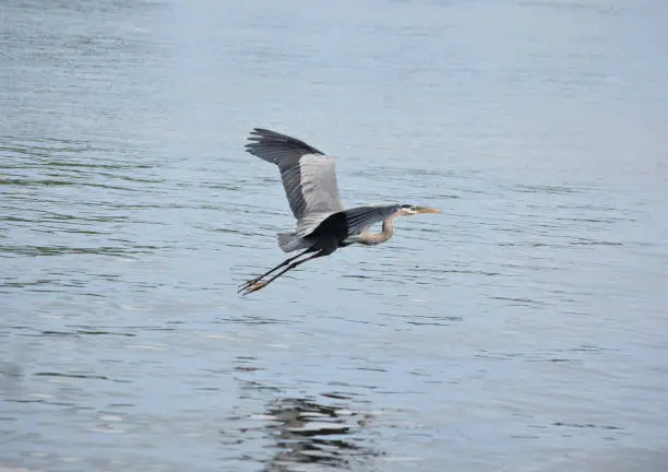 Beautiful flying great blue heron with his wings open.