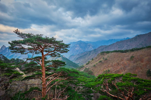 Pine tree in Seoraksan National Park in stormy weather, South Korea