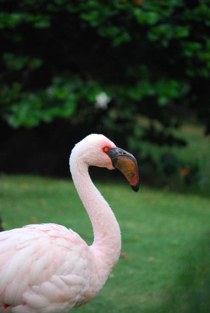 istock Brilliant Flamingo Bird 1141446438