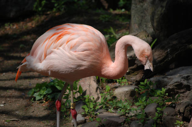 istock Brilliant Flamingo Bird 1141446455
