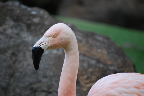 istock Brilliant Flamingo Bird 1141446473