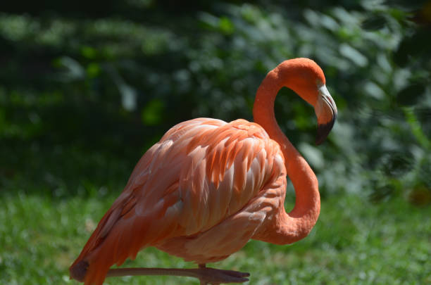 A close up portrait of a flamingo