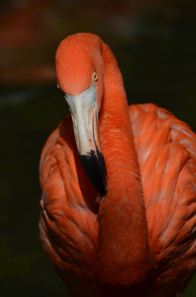 istock Brilliant Flamingo Bird 1141447043
