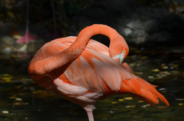 istock Brilliant Flamingo Bird 1141447056