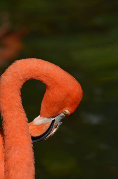 istock Brilliant Flamingo Bird 1141447069