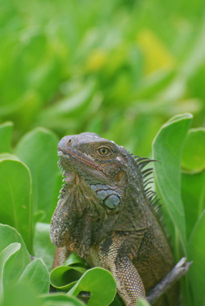 istock Iguana Looking Out of a Bush 1141447652