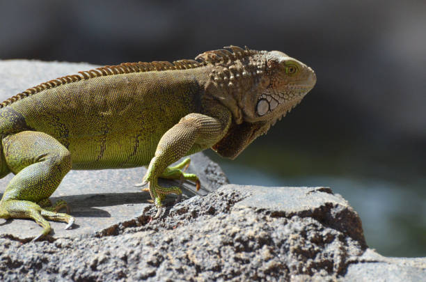 istock Iguana In It's Natural Environment 1141447766