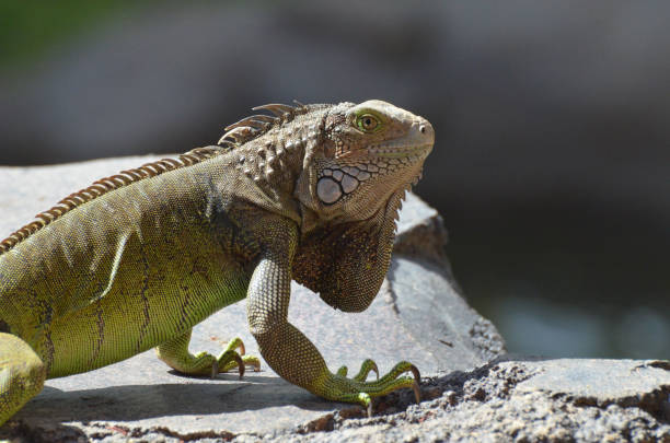 istock Iguana In It's Natural Environment 1141447908
