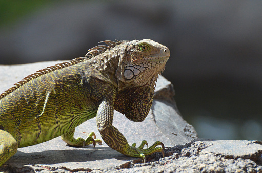 Common iguana with long claws creeping a long a rock.