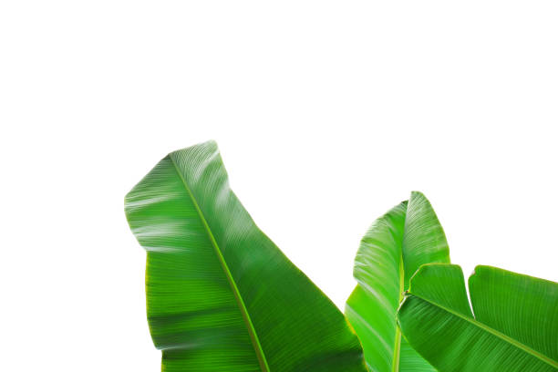istock Close up cropped image of banana palm leaf with visible texture structure. Green nature concept background. 1141448446