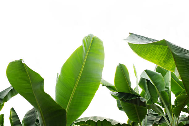 istock Close up cropped image of banana palm leaf with visible texture structure. Green nature concept background. 1141448452