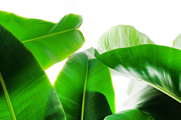 istock Close up cropped image of banana palm leaf with visible texture structure. Green nature concept background. 1141448496