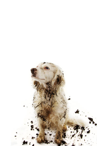 istock GUILTY DIRTY DOG AFTER PLAY IN A MUD PUDDLE. ISOLATED STUDIO SHOT ON WHITE BACKGROUND. 1141449876