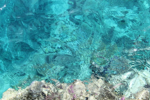 Coral in the red sea. Sinai peninsula