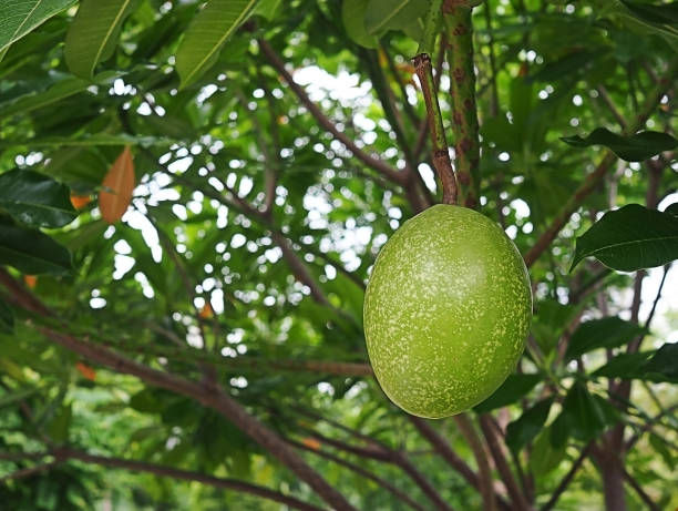 istock Fruit of Alstonia scholaris tree or Devil Tree in nature 1141450894