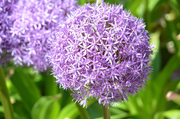 istock Blooming Purple Allium Flowers 1141451965