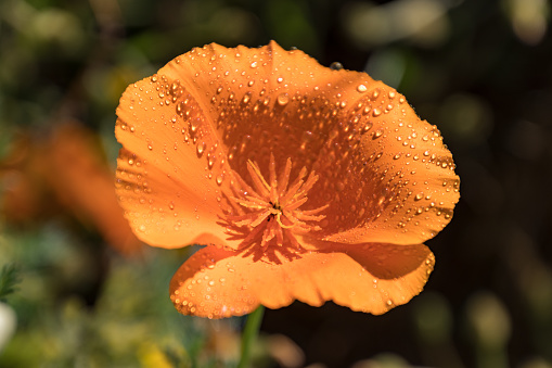 Avens plant with rain covered orange flower