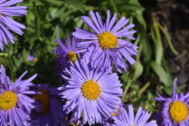 Daintly Purple and Yellow Aster Flowers During Spring