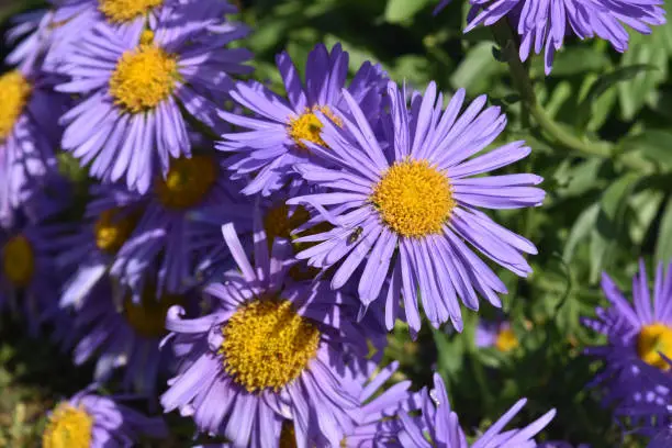 Gorgeous Abundance Of Purple And Yellow Aster Flowers