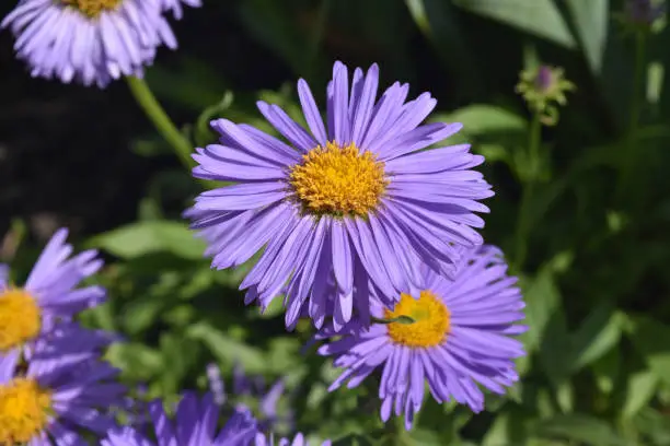 Delicate Abundance Of Aster Flowers In Nature