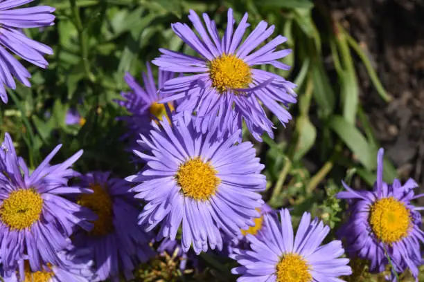 Gorgeous Bloomed Purple and Yellow Aster Flowers