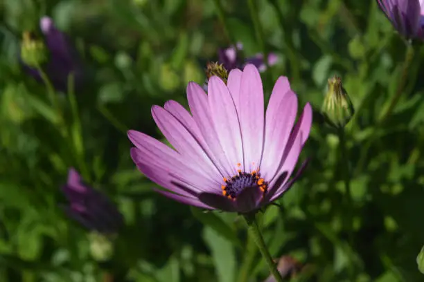 Terrific garden with a purple blooming aster flower.