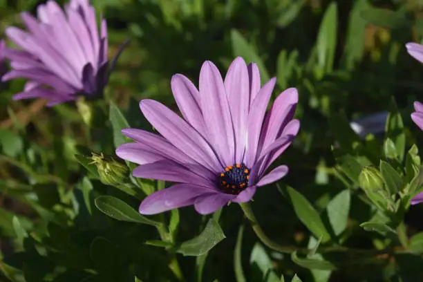 Gorgeous blooming purple aster flower blossom in a garden.