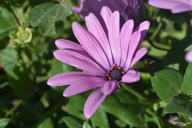 Garden with a perfect purple aster flower blossom.
