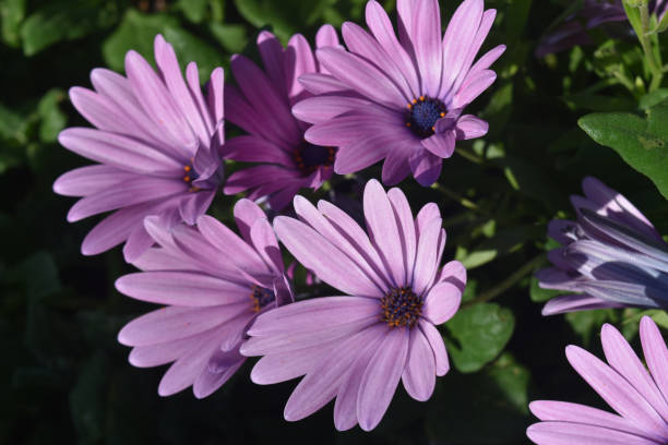 istock Beautiful Blooming Aster Flowers in a Garden 1141454116