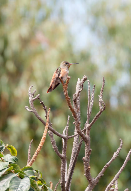 istock Amazilia Hummingbird Perched On A Tree Branch 1141455020