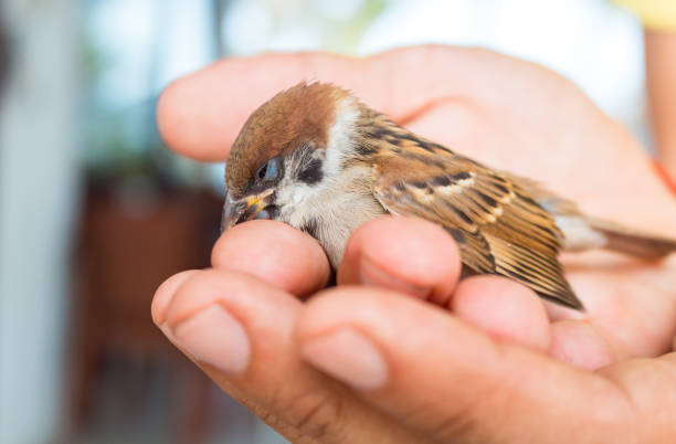 istock little Sparrow sitting on his hands in the sunlight, he is sleeping 1141455084