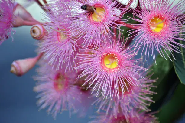 Cultivar of Corymbia ficifolia which is endemic to Western Australia