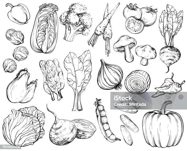 Collection Of Handdrawn Vegetables Black And White Stock Illustration - Download Image Now