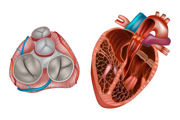 illustrations, cliparts, dessins animés et icônes de anatomie des valves cardiaques. - valvule cardiaque