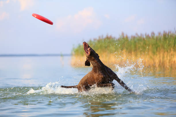istock Happy, playful brown dog German shorthaired pointer. Jumping on the water making splashes and waves. Reflection of the silhuoette. Beautiful place for relax Svityaz lake, Ukraine. Sunny summer day. 1141456687