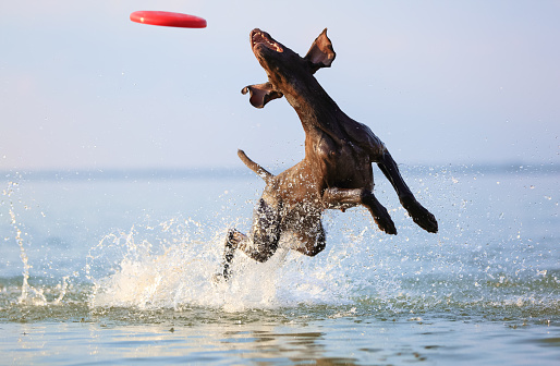 Happy, playful brown dog German shorthaired pointer is running and jumping on the water making splashes and waves. Reflection of the silhuoette. Funny stick out ears.