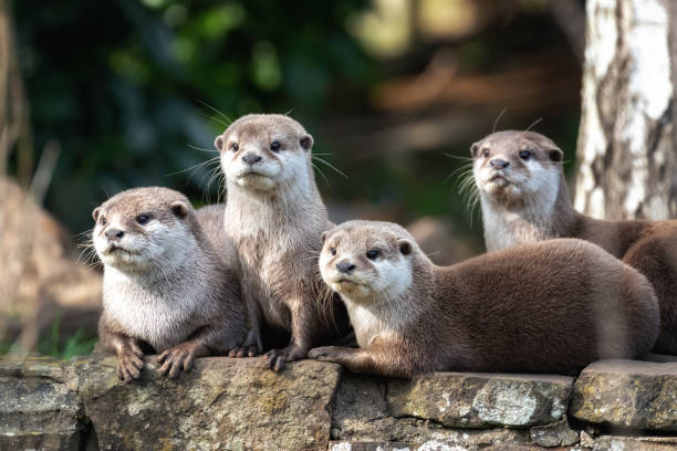 Four Oriental small-clawed otters stock photo