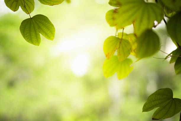 istock Beautiful silhouette branch and leaf with yellow sunlight on greenery blurred background in morning time.Freshness concept use for decorative wallpaper and template of website magazine. -Image. 1141456983