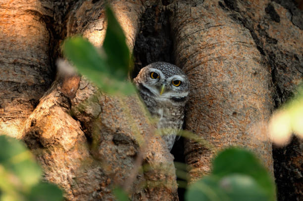 istock Spotted owlet (Athene brama)  in hollow tree nest 1141456997
