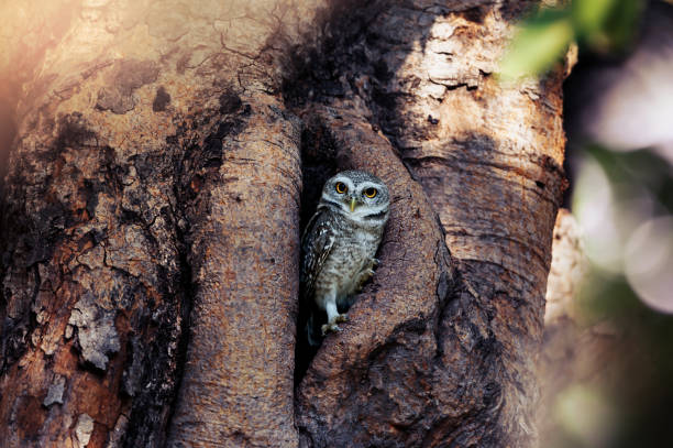 Spotted owlet (Athene brama)  in hollow tree nest