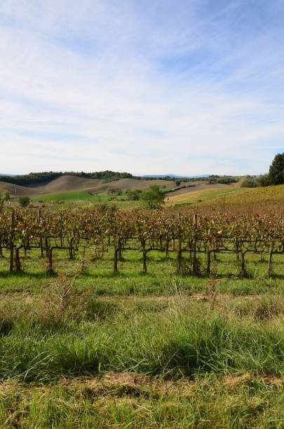 istock Vineyards and Fields in Tuscany Italy 1141457349