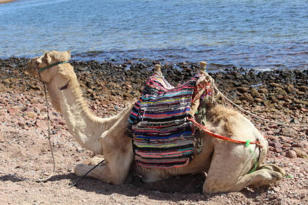 istock Camels came to the watering place. 1141458547