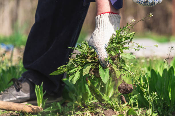 istock old man hands uprooting weeds in his garden 1141458581