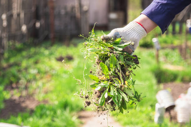 un anciano arroja una maleza que fue recolectada de su jardín - flower bed fotografías e imágenes de stock