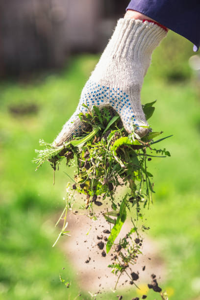 istock an old man throws out a weed that was harvested from his garden 1141458843