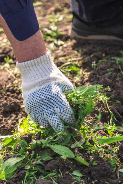 istock old man hands uprooting weeds in his garden 1141458896