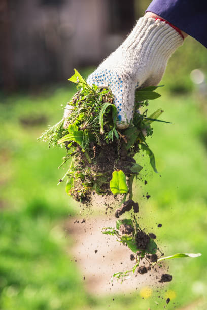 an old man throws out a weed that was harvested from his garden - uprooted vertical leaf root imagens e fotografias de stock